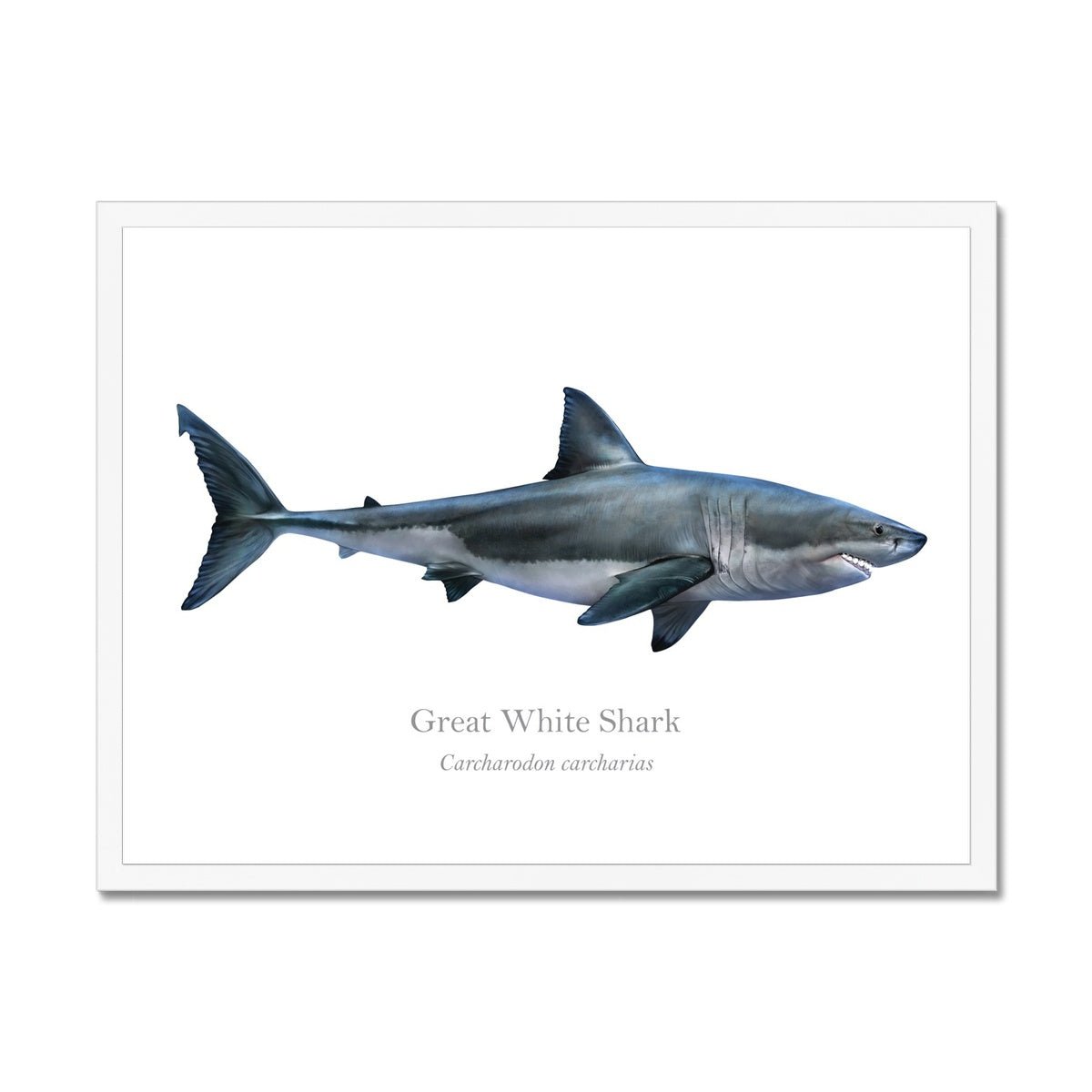 Great White Shark - Framed Print - With Scientific Name - madfishlab.com