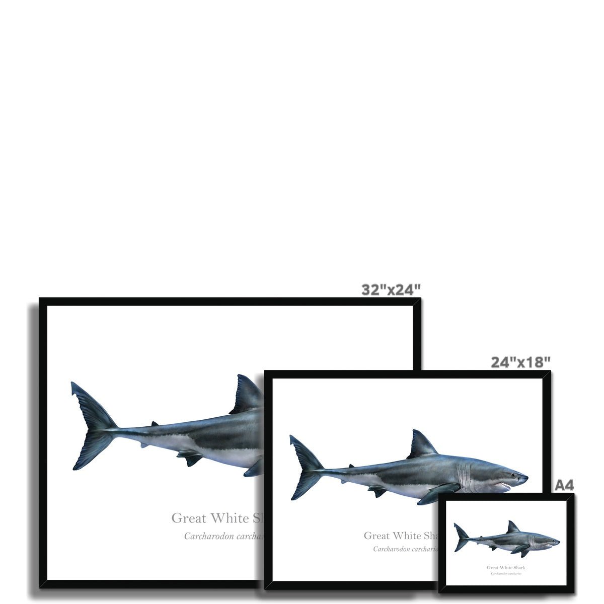 Great White Shark - Framed Print - With Scientific Name - madfishlab.com