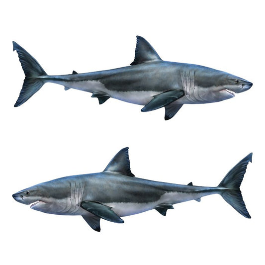 Great White Shark Large Decals, Stickers | 16-60" | Left/Right Facing - madfishlab.com