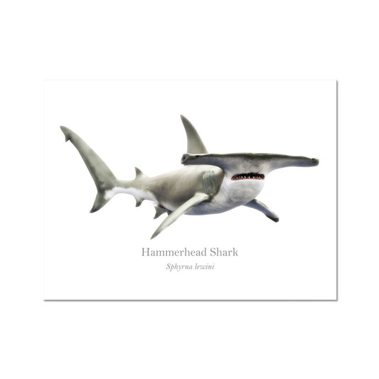 Hammerhead Shark - Art Print - With Scientific Name - madfishlab.com