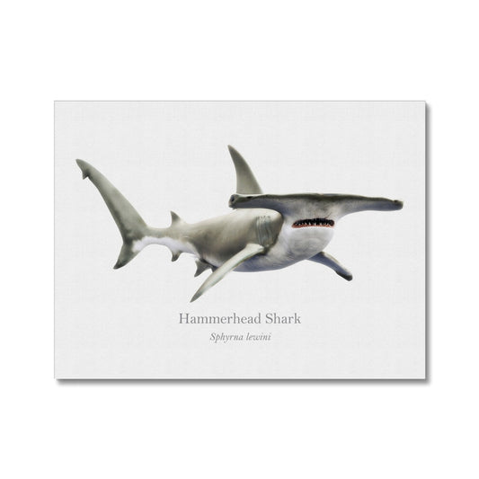 Hammerhead Shark - Canvas Print - With Scientific Name - madfishlab.com