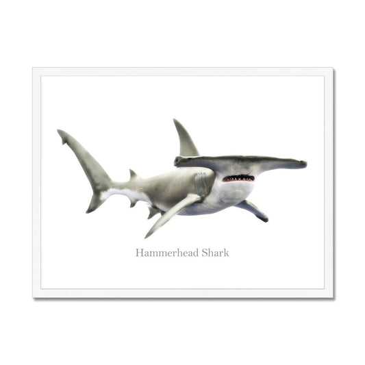 Hammerhead Shark - Framed Print - madfishlab.com