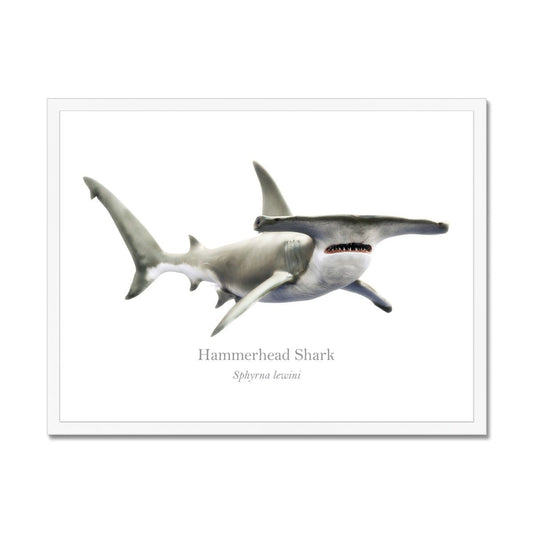 Hammerhead Shark - Framed Print - With Scientific Name - madfishlab.com