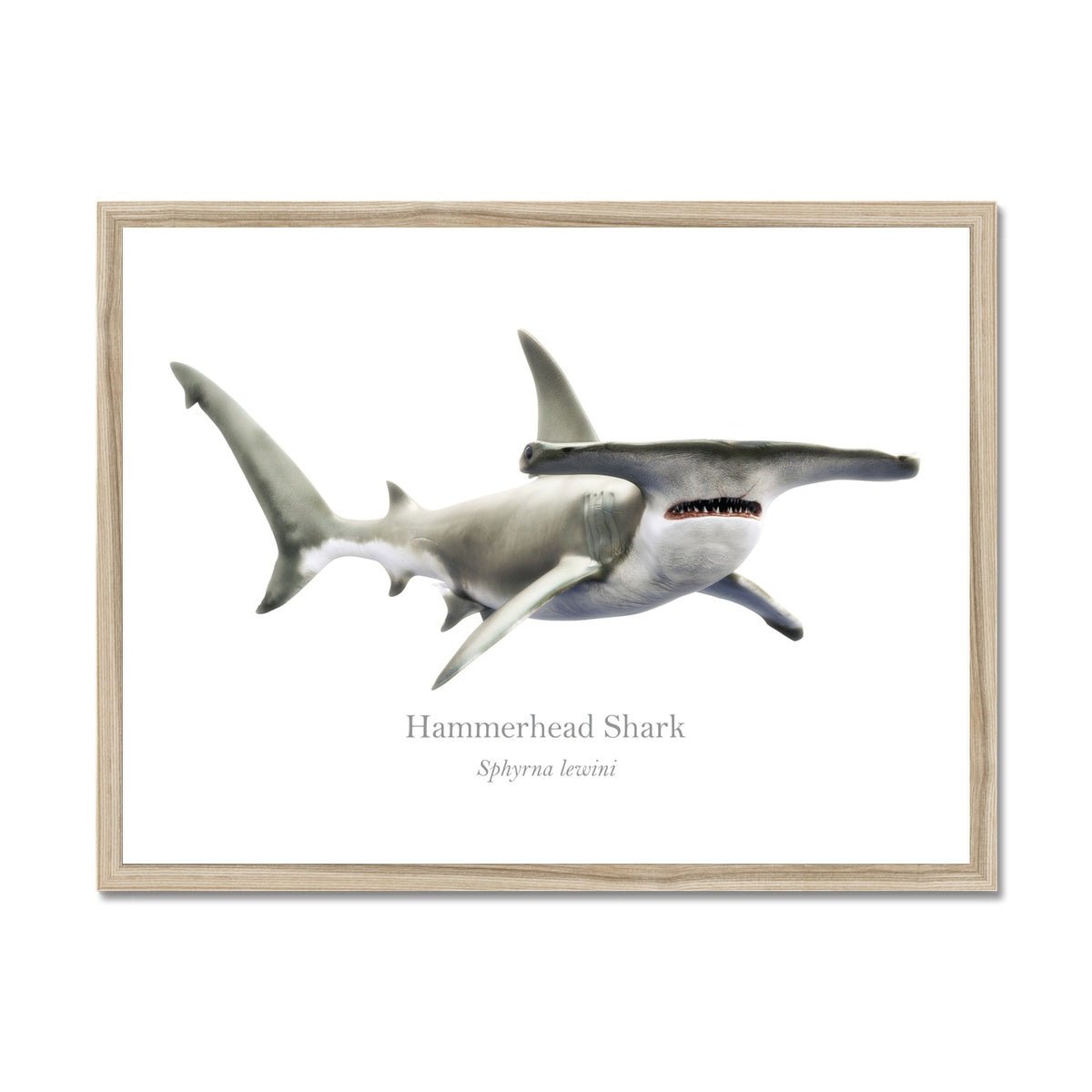 Hammerhead Shark - Framed Print - With Scientific Name - madfishlab.com