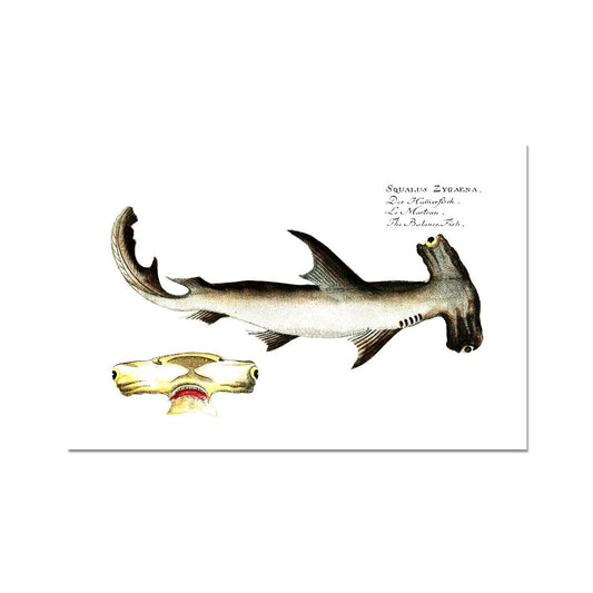 Hammerhead Shark - Vintage Art Print - madfishlab.com