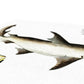 Hammerhead Shark - Vintage Canvas - madfishlab.com