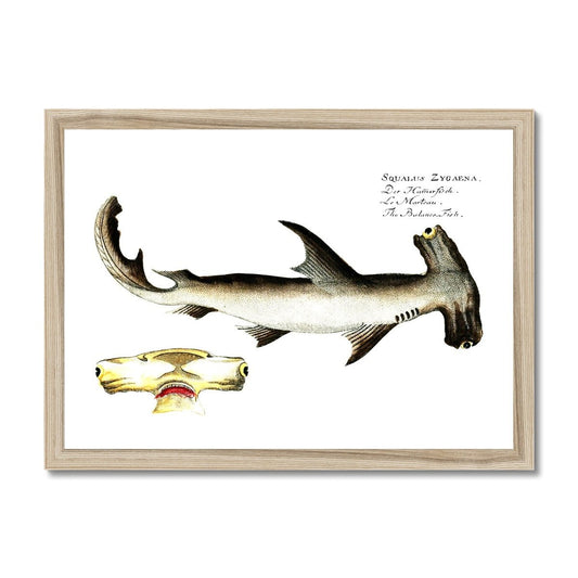 Hammerhead Shark - Vintage Framed Print - madfishlab.com
