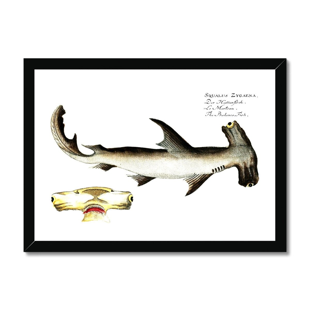 Hammerhead Shark - Vintage Framed Print - madfishlab.com