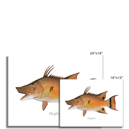 Hogfish - Art Print - madfishlab.com