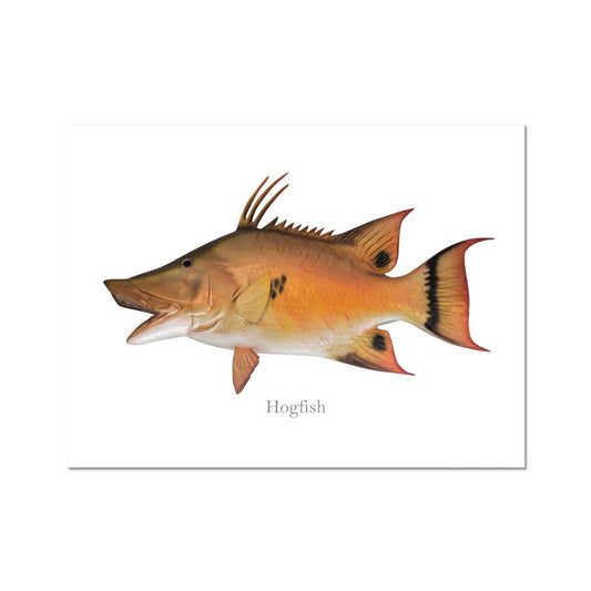 Hogfish - Art Print - madfishlab.com