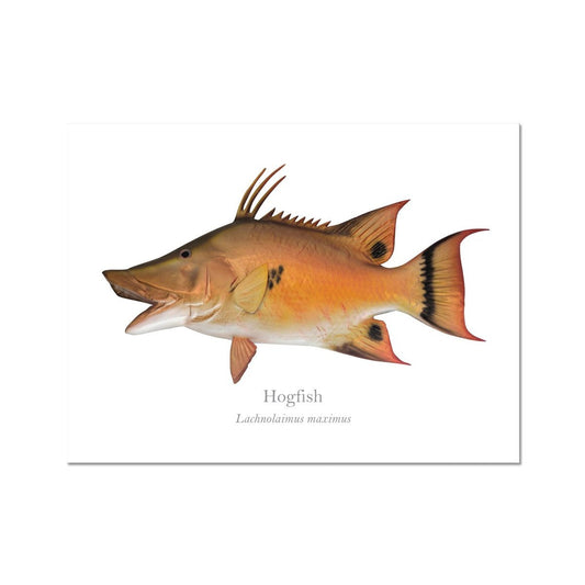 Hogfish - Art Print - With Scientific Name - madfishlab.com