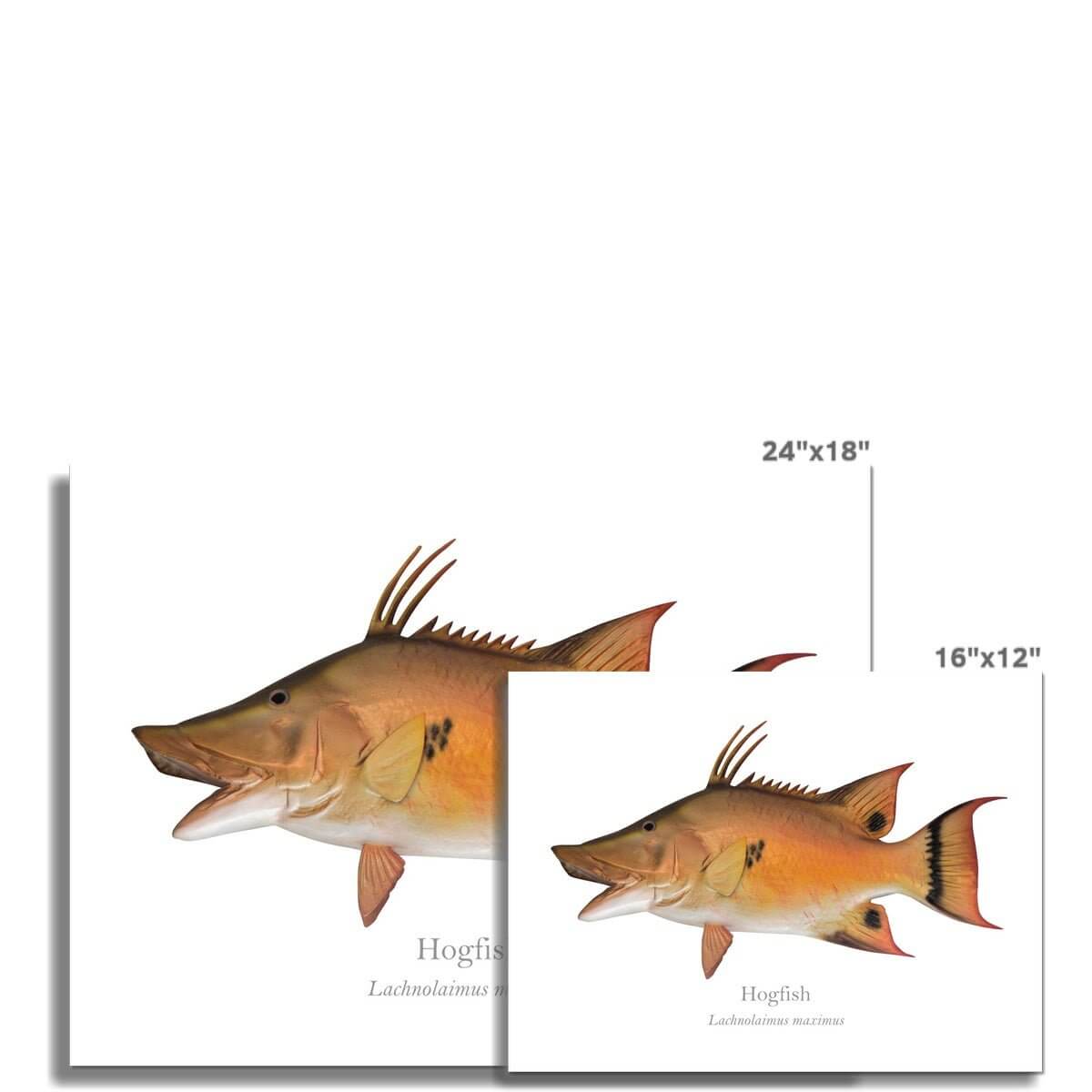 Hogfish - Art Print - With Scientific Name - madfishlab.com