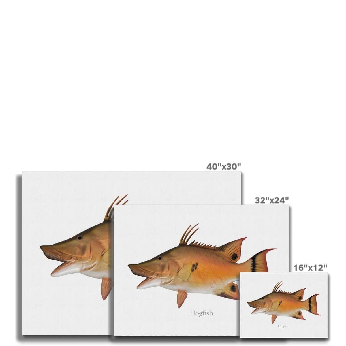 Hogfish - Canvas Print - madfishlab.com