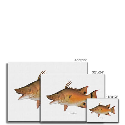 Hogfish - Canvas Print - madfishlab.com