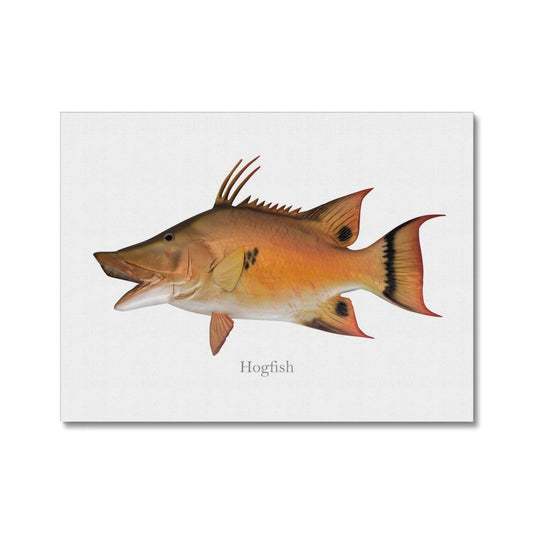 Hogfish - Canvas Print - madfishlab.com
