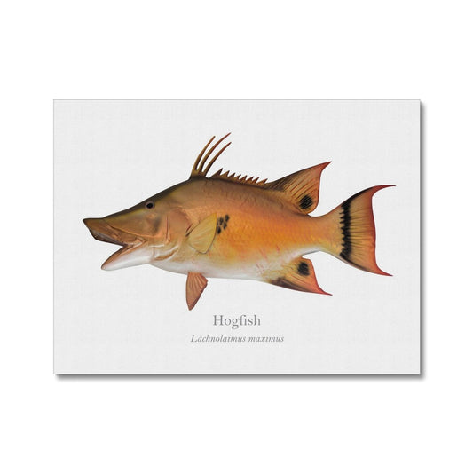 Hogfish - Canvas Print - With Scientific Name - madfishlab.com