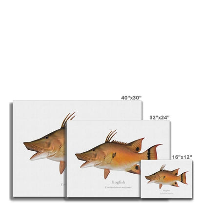 Hogfish - Canvas Print - With Scientific Name - madfishlab.com