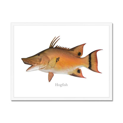 Hogfish - Framed Print - madfishlab.com