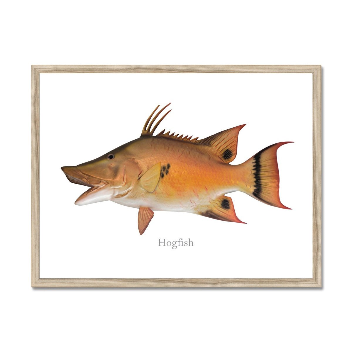 Hogfish - Framed Print - madfishlab.com