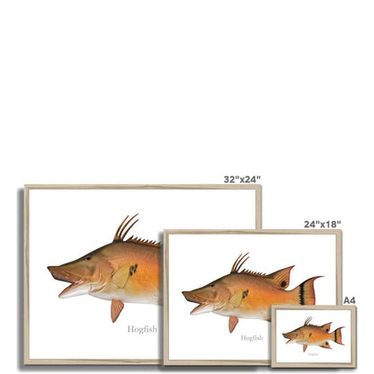 Hogfish - Framed Print - madfishlab.com