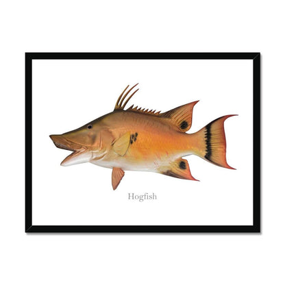 Hogfish - Framed Print - madfishlab.com