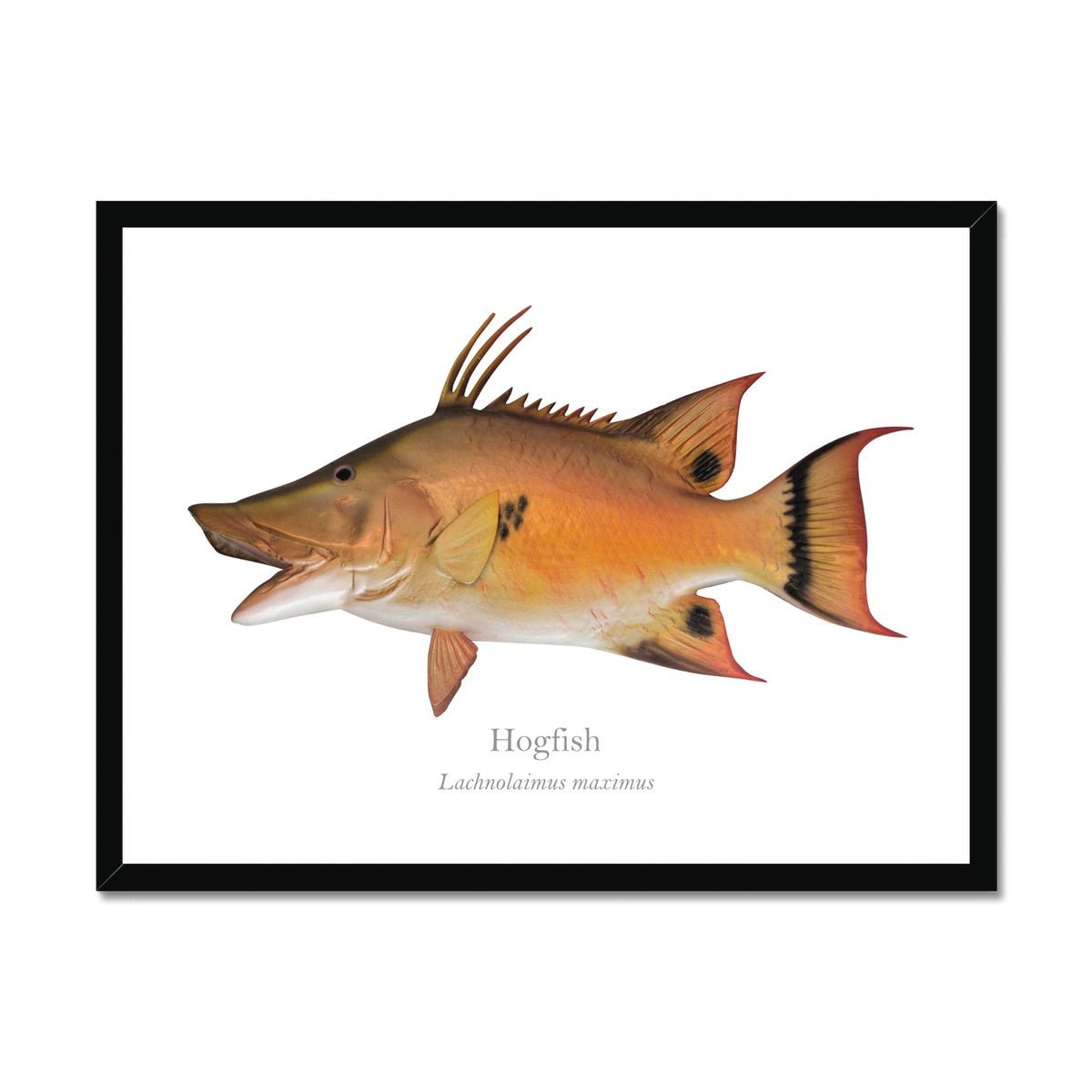 Hogfish - Framed Print - With Scientific Name - madfishlab.com
