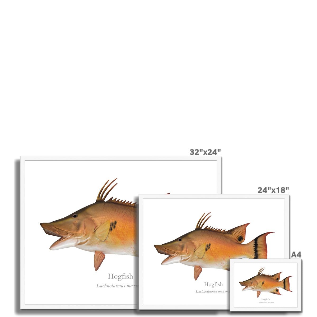 Hogfish - Framed Print - With Scientific Name - madfishlab.com