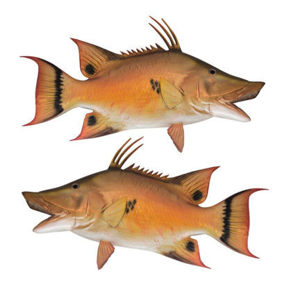 Hogfish Large Decals, Stickers | 16-60" | Left/Right Facing - madfishlab.com