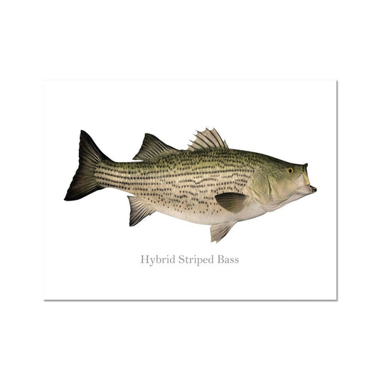 Hybrid Striped Bass - Art Print - madfishlab.com