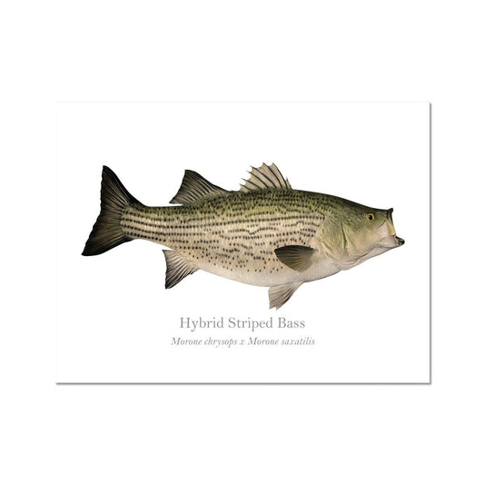 Hybrid Striped Bass - Art Print - With Scientific Name - madfishlab.com