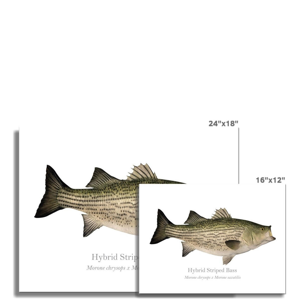 Hybrid Striped Bass - Art Print - With Scientific Name - madfishlab.com