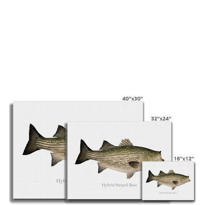 Hybrid Striped Bass - Canvas Print - madfishlab.com