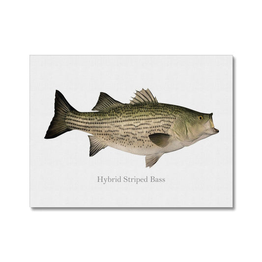 Hybrid Striped Bass - Canvas Print - madfishlab.com