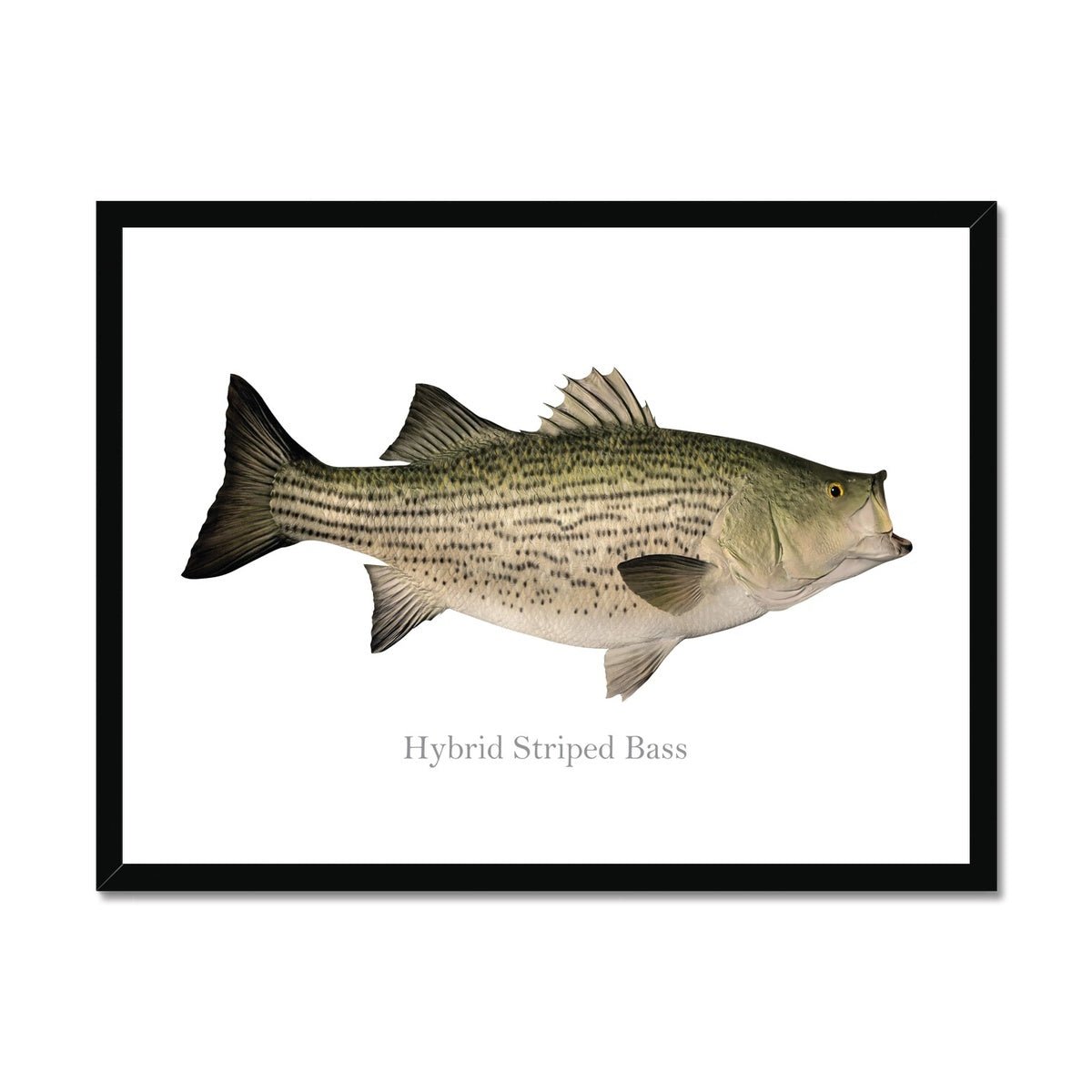 Hybrid Striped Bass - Framed Print - madfishlab.com