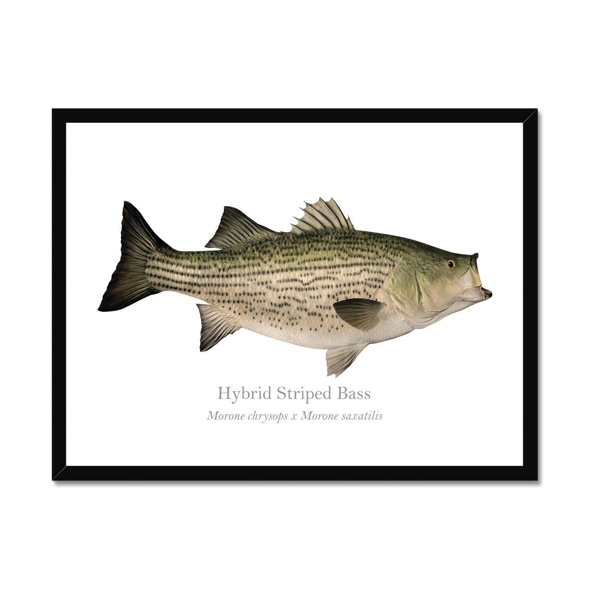 Hybrid Striped Bass - Framed Print - With Scientific Name - madfishlab.com