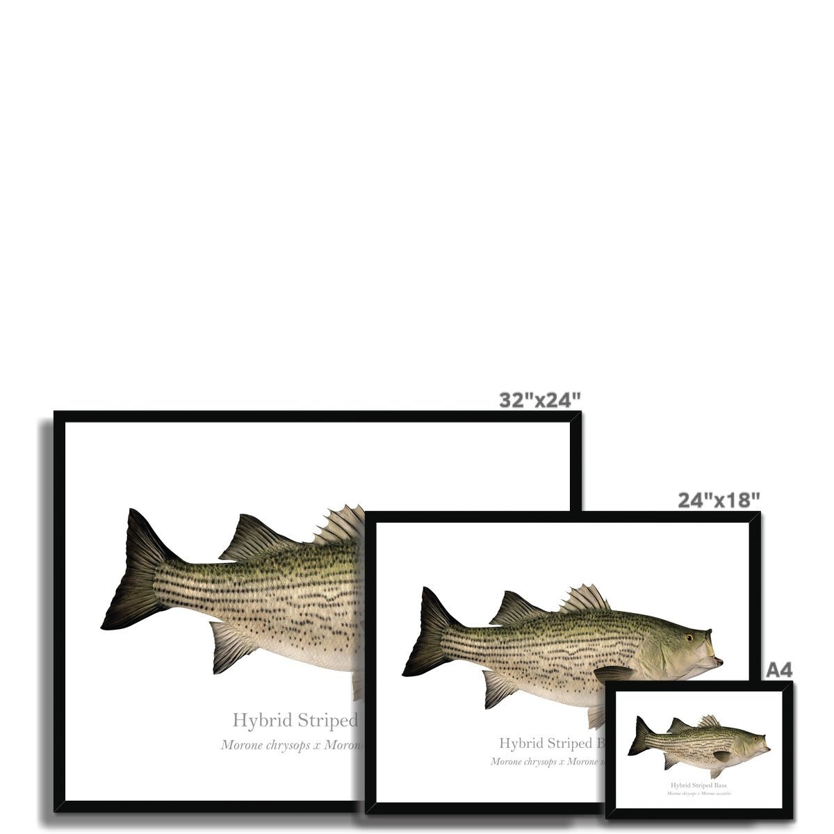 Hybrid Striped Bass - Framed Print - With Scientific Name - madfishlab.com