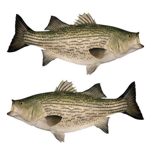 Hybrid Striped Bass Large Decals, Stickers | 16-60" | Left/Right Facing - madfishlab.com
