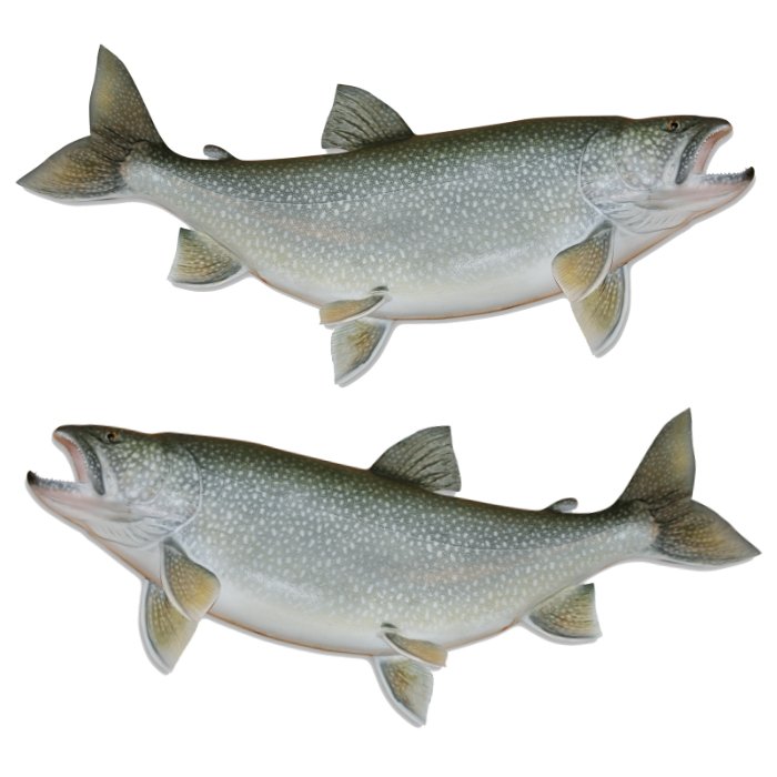 Lake Trout Large Decals, Stickers | 16-60" | Left/Right Facing - madfishlab.com