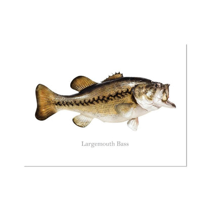 Largemouth Bass - Art Print - madfishlab.com