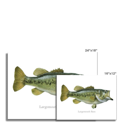 Largemouth Bass - Art Print - madfishlab.com