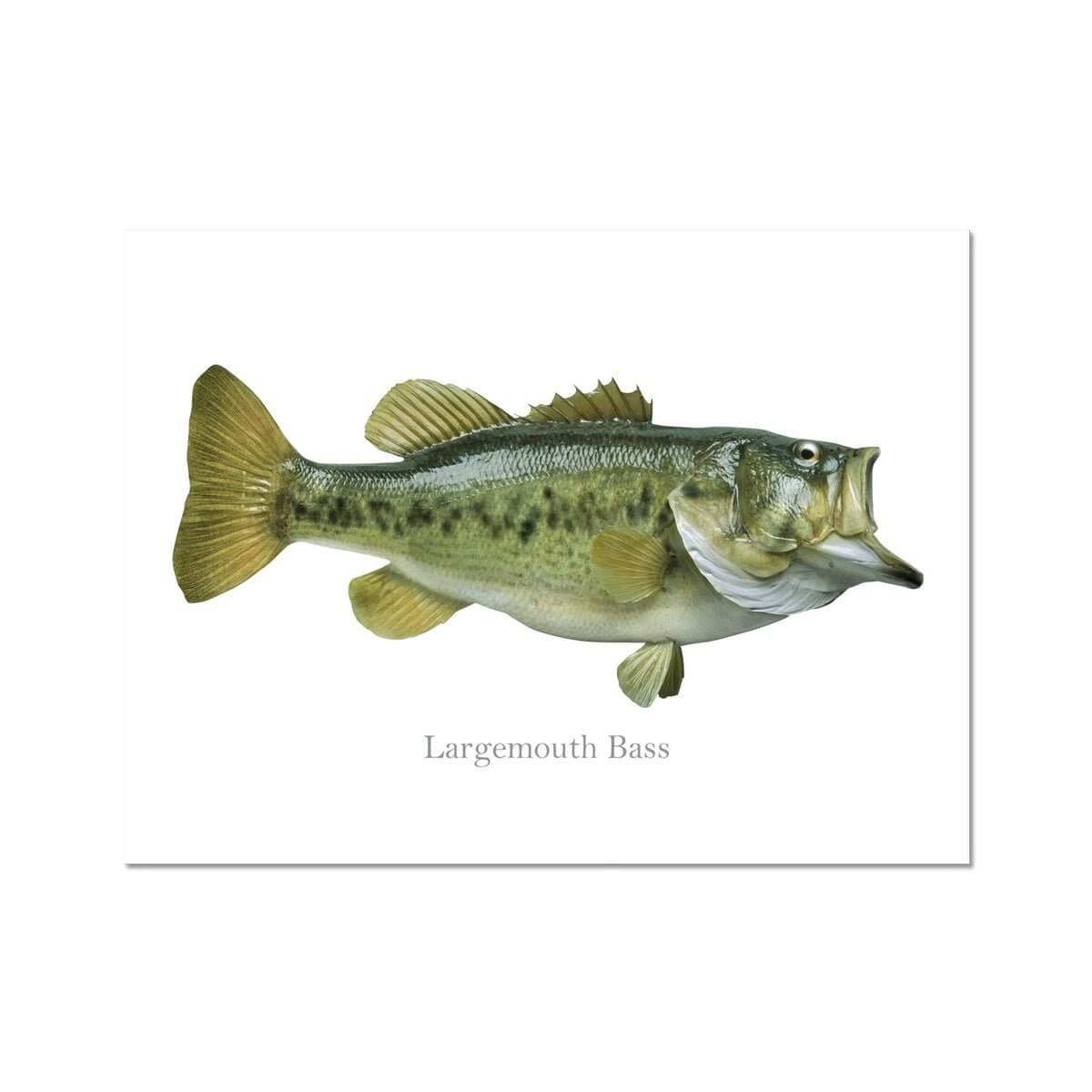 Largemouth Bass - Art Print - madfishlab.com