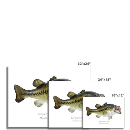 Largemouth Bass - Art Print - With Scientific Name - madfishlab.com