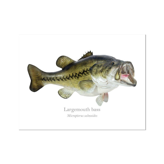 Largemouth Bass - Art Print - With Scientific Name - madfishlab.com