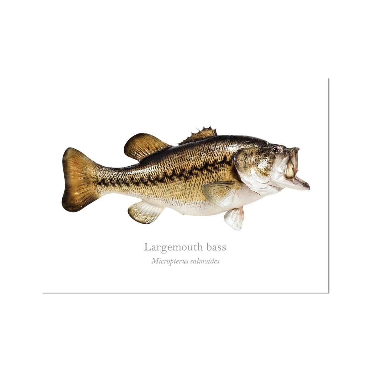 Largemouth Bass - Art Print - With Scientific Name - madfishlab.com