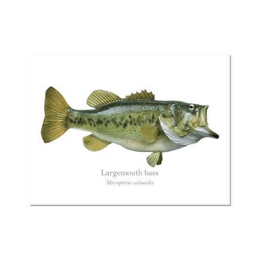 Largemouth Bass - Art Print - With Scientific Name - madfishlab.com
