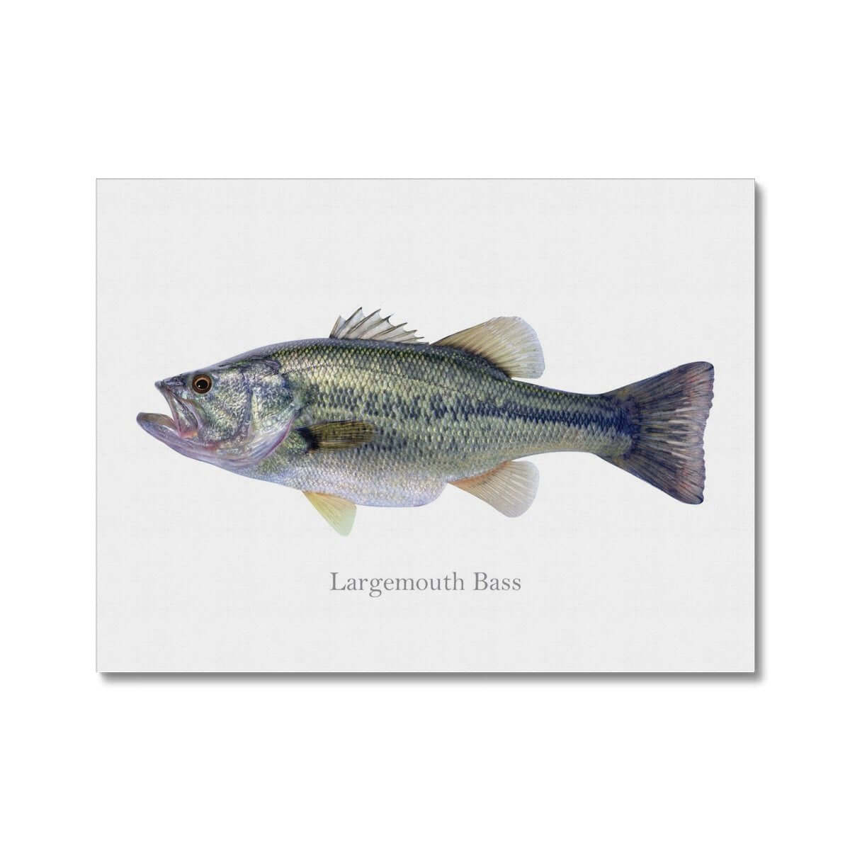 Largemouth Bass - Canvas Print - madfishlab.com