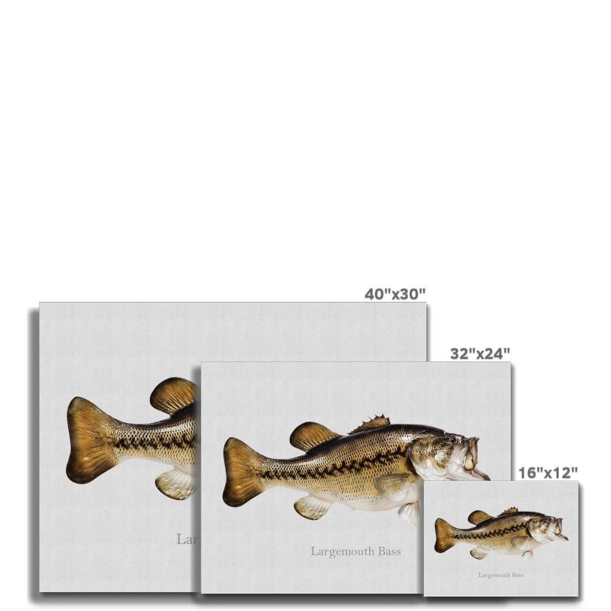 Largemouth Bass - Canvas Print - madfishlab.com