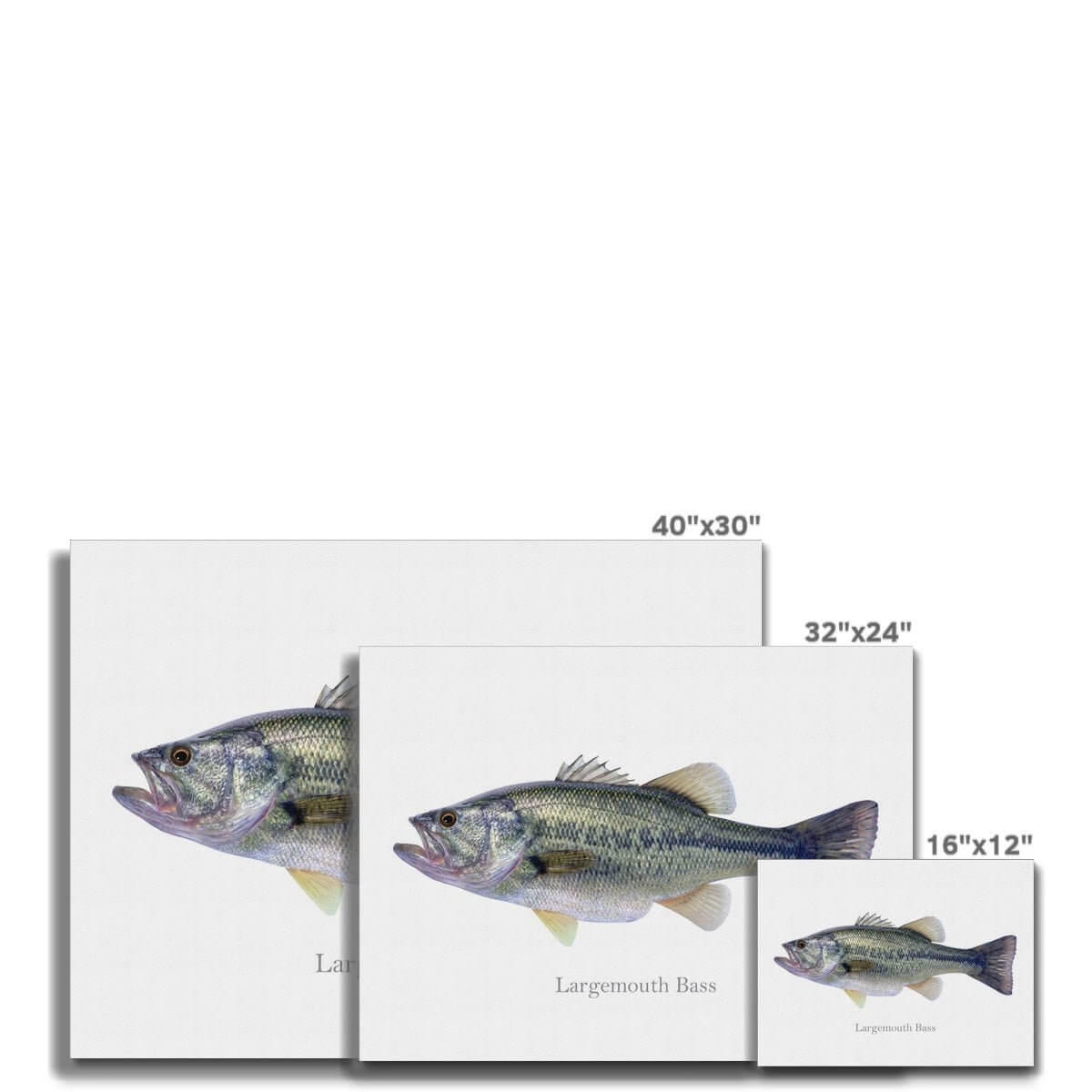 Largemouth Bass - Canvas Print - madfishlab.com