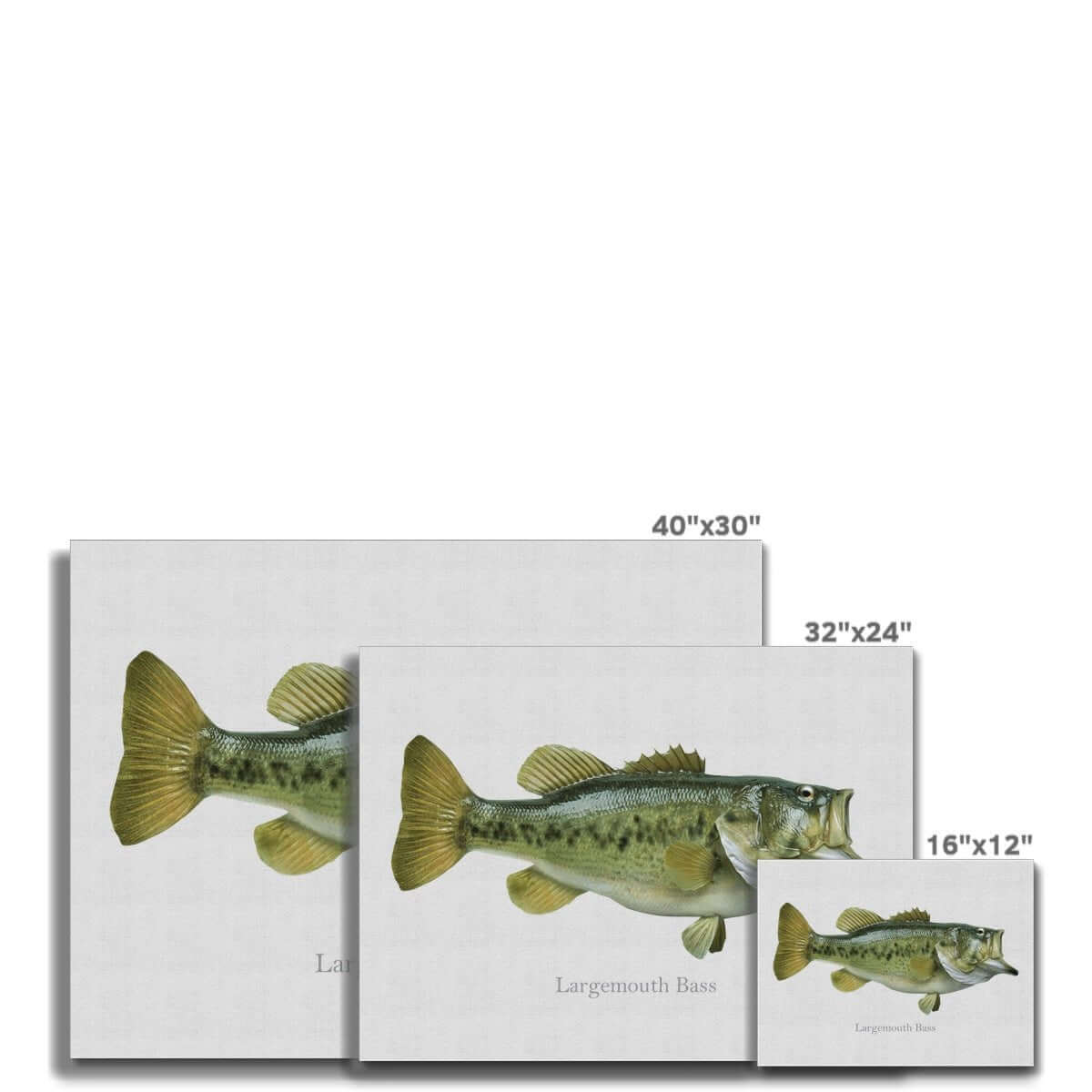 Largemouth Bass - Canvas Print - madfishlab.com