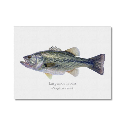 Largemouth Bass - Canvas Print - With Scientific Name - madfishlab.com